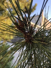 Pinus resinosa