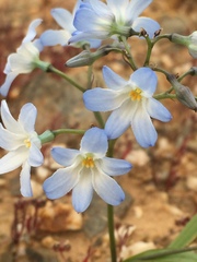 Zephyra