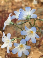 Zephyra
