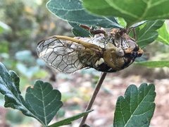 Megatibicen dealbatus