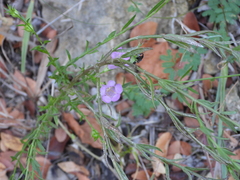 Agalinis heterophylla