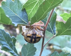 Megatibicen dealbatus