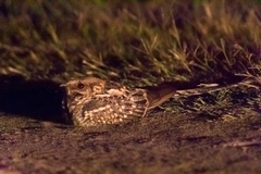 Hydropsalis torquata