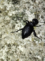 Eurymeloe