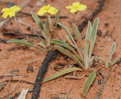 Goodenia willisiana
