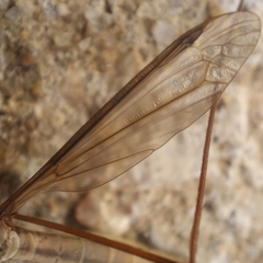 Tipula