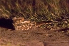 Hydropsalis torquata