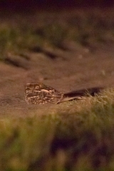 Hydropsalis torquata
