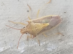 Oebalus