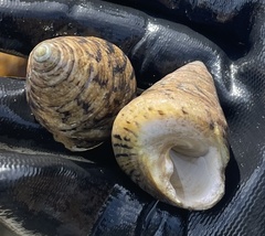 Tegula pellisserpentis