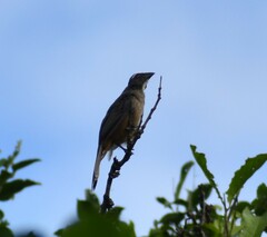 Saltator grandis
