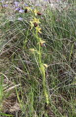 Ophrys sphegodes