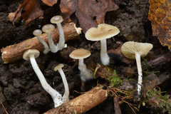 Clitocybe salmonilamella