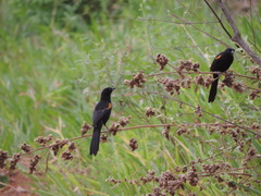 Icterus pyrrhopterus