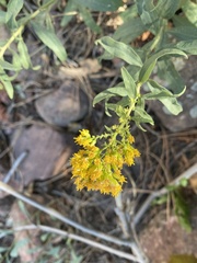 Solidago velutina sparsiflora