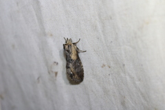 Dasylophia thyatiroides