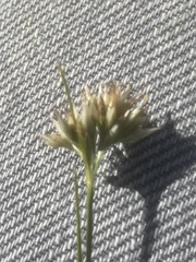 Rhynchospora alba