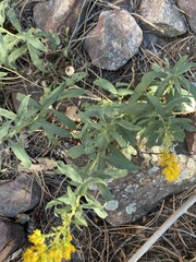 Solidago velutina sparsiflora
