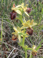 Ophrys sphegodes