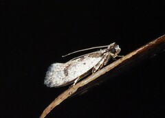 Erechthias capnitis