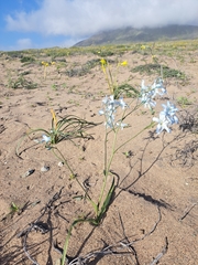 Zephyra elegans