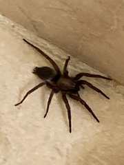 Scotophaeus blackwalli