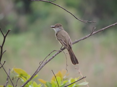 Myiarchus ferox