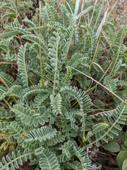 Astragalus nuttallii