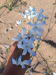 Zephyra elegans