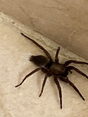 Scotophaeus blackwalli