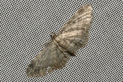 Eupithecia inturbata