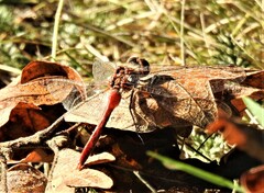 Sympetrum pallipes