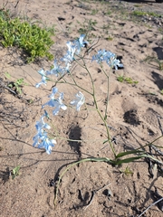 Zephyra elegans