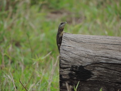 Tropidurus
