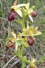 Ophrys sphegodes