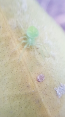 Araneus uniformis
