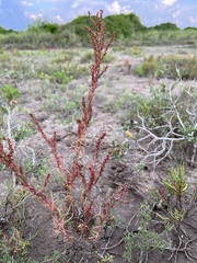 Suaeda linearis