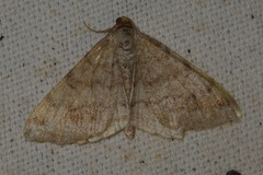 Macaria liturata