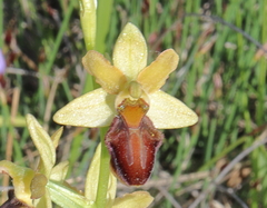 Ophrys sphegodes