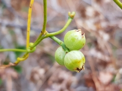 Cassytha filiformis image