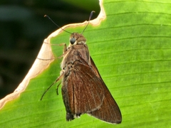 Asbolis capucinus