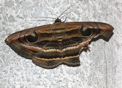 Spirama retorta