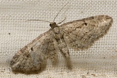 Eupithecia ericeata