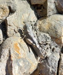 Oedipodinae