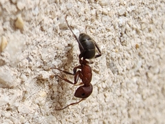 Camponotus planatus