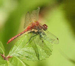 Sympetrum pallipes