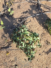 Euphorbia thinophila
