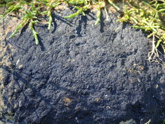 Hydropunctaria maura