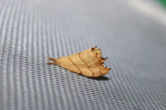 Drepana bilineata