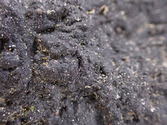 Hydropunctaria maura